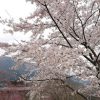 箱根強羅公園　スプリングナイトガーデンで満開の桜を楽しみました April,2019