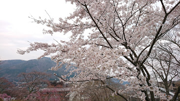 箱根強羅公園　スプリングナイトガーデンで満開の桜を楽しみました April,2019